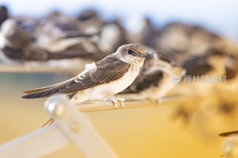 谷仓燕子(Hirundo rustica)在我的窗口靠近。躺在我的衣架上